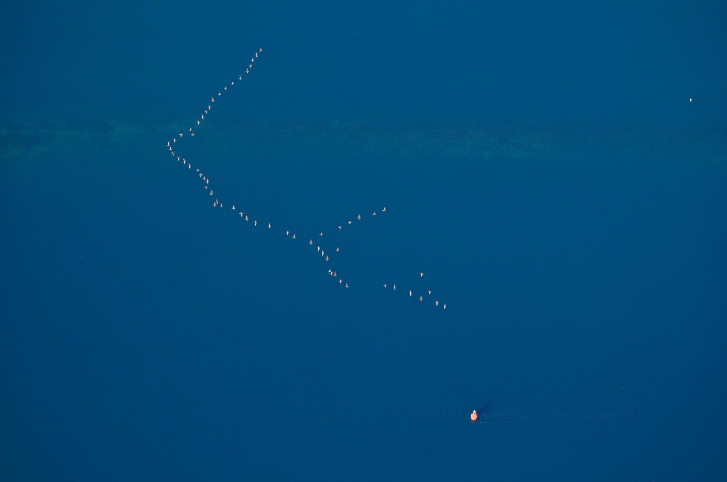 Geese, Highway No 2 and Buoy, Mariatown, Ontario, Canada